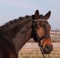 Novice and Elementary Dressage Horses