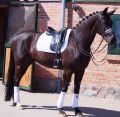 Medium and Advanced Medium Dressage Horses