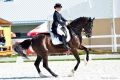 Advanced Plus Dressage Horses