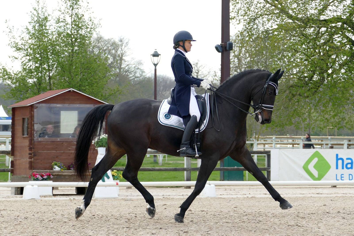 Black Knight Find A Dressage Horse Novice Elementary Black Knight Find A Dressage Horse Novice Elementary