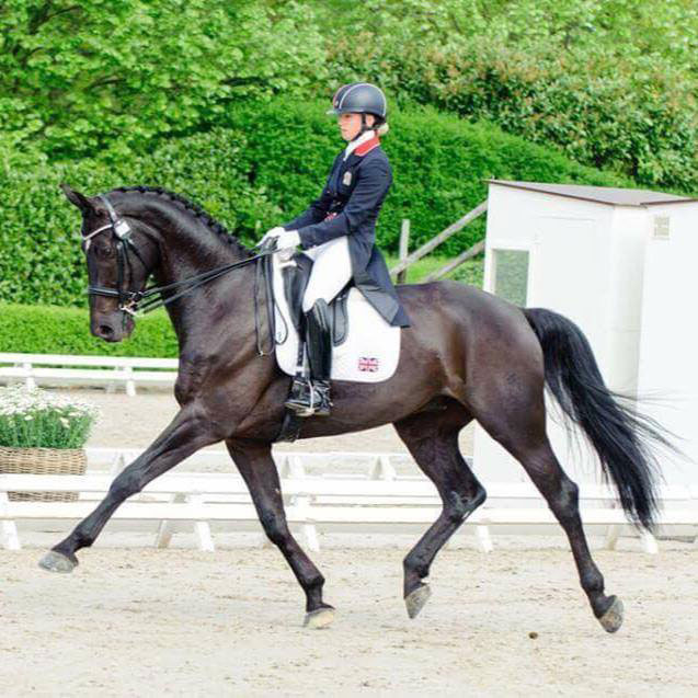Five Traits To Look For When Buying A Dressage Horse