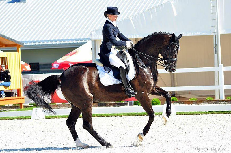 Advanced Plus Dressage Horses | Find A Dressage Horse | Novice ...